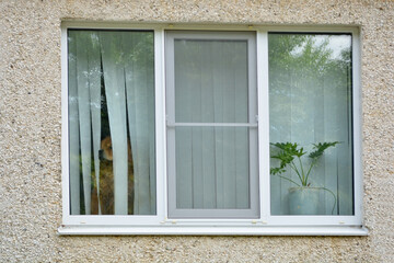 Redhead Chow chow dog looking through the window blinds, waiting alone at home for his family.