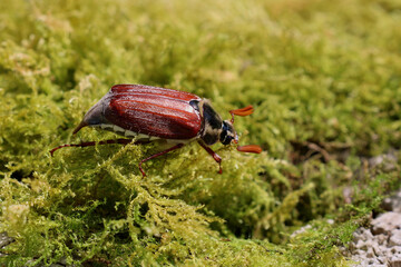 The Cockchafer Beetle. Also known as a May Bug or doodle bug beetle. This is a female denoted by the prong at her rear which she uses to deposit eggs into the earth. Beetle is walking across moss.