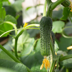 cucumber on the vine
