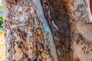 Beautiful view of closeup tree bark texture