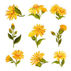 Obraz premium Arnica Yellow or Orange Flower Head with Long Ray Florets on Green Stem Vector Set