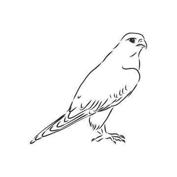 Black and white illustration. Sketch of bird Detailed hand drawn eagle for tattoo on back. Falcon bird, vector sketch