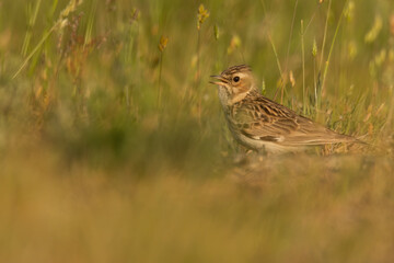 Woodlark (Lullula arborea) sitting in the grass and singing. Brown lark bird in its habitat at sunset in golden light with soft yellow background. Wildlife scene from nature. Czech Republic
