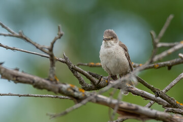 Barred warbler (Sylvia nisoria) sitting on a branch with soft green background. Rare songbird with brown back, grey breast and yellow eye. Czech Republic