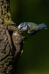 Blue tit (Cyanistes caeruleus) at its nest in the tree. Small yellow and blue songbird feeding its chicks. Blue tit nest in the forest. Bird parent with food for its babies. Wildlife scene from nature