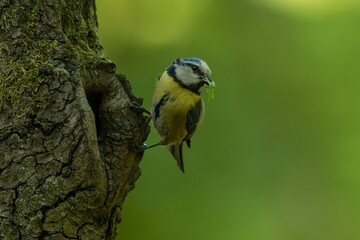 Obraz na płótnie Canvas Blue tit (Cyanistes caeruleus) at its nest in the tree. Small yellow and blue songbird feeding its chicks. Blue tit nest in the forest. Bird parent with food for its babies. Wildlife scene from nature