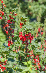 Berry red currant on branch with leaves