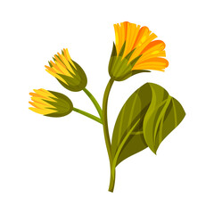 Mountain Arnica or Arnica Montana with Closed Large Yellow Flower Head and Veined Leaves Vector Illustration