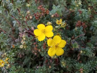 plant or flower with yellow petals outdoor
