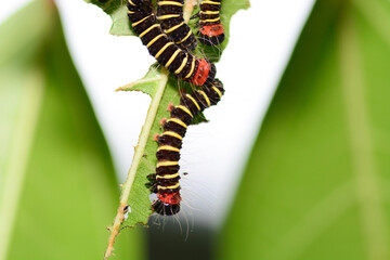 caterpillar on a leaf
