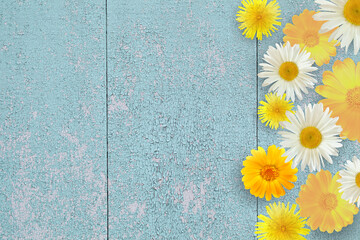 Garden flowers white and yellow over a blue wooden table background. Background with space for copying.
