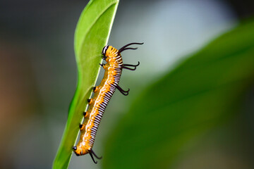 caterpillar on a leaf