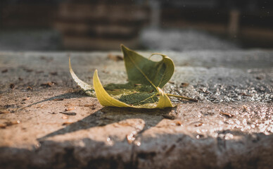Wet green leaf with drops in it.
