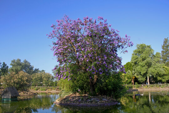 jacaranda tree  with its clusters of  purple trumpet-shaped blooms