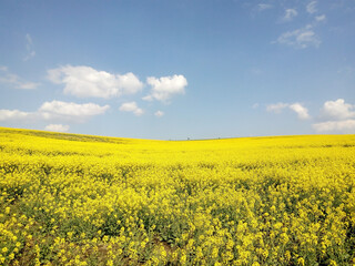 Yellow field of rapeseed and blue sky with white clouds