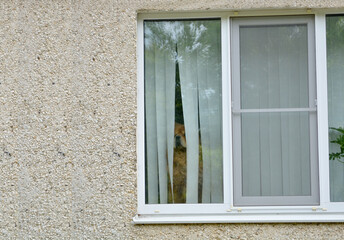 Redhead Chow chow dog looking through the window blinds, waiting alone at home for his family. Copy...