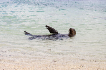 Sea Lion seal beach Galapagos swimming