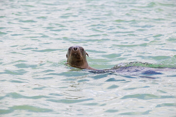 Sea Lion seal beach Galapagos swimming