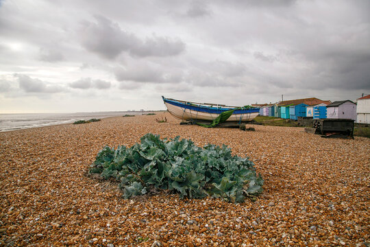 Sea Kale - Crambe maritima is a species of halophytic flowering plant in the genus Crambe of the family Brassicaceae, that grows wild along the coasts of Europe.