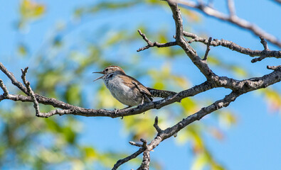 A wren singing on a branch