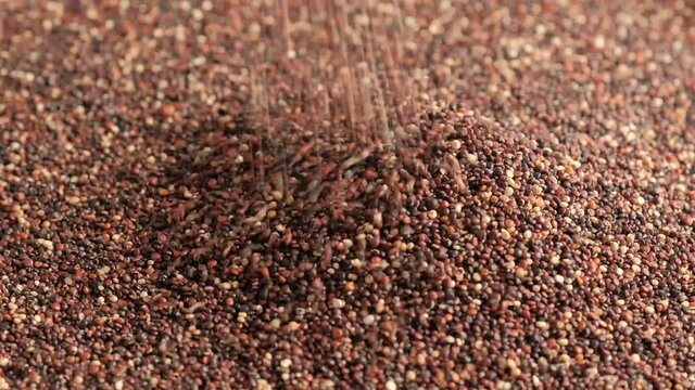 Black raw quinoa rotating and falling, South American grain. Healthy and gluten free food concept background.