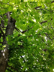 The green leaves of the tree