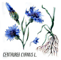 Watercolor Botanical illustration.  Realistic blue cornflower. Inflorescence, Bud and root. The inscription in Latin: cornflower ordinary. For posters, biology textbooks.