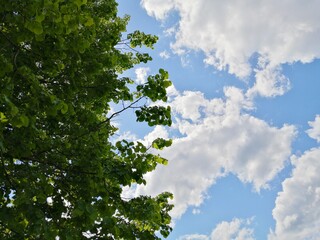 Fototapeta premium Green tree foliage and blue sky.