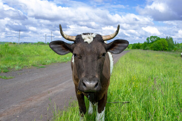 Cow close-up looks at the frame against the background of the road, green grass and the sky with white clouds.