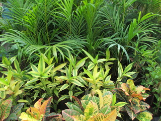 Fototapeta premium beautiful nature scenic view of plants, flowers