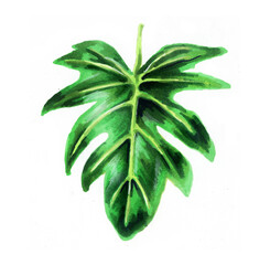 Tropical leaves. Botanical watercolor illustrations.  Philodendron radiant leaf isolated on white background beautiful illustration for books, textiles, packaging, design, postcards, Wallpaper