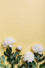 White elegant peony on the yellow background