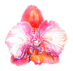 Pink Orchid flower, an element of floral design. A hand-drawn watercolor illustration isolated on a white background. Good for printing and wedding cards.