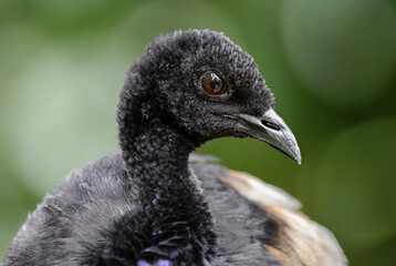 Grey-winged Trumpeter - Psophia crepitans, potrait of unique bird from Amazon tropical forests, Brazil.