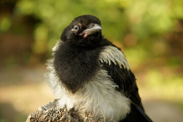 Young magpie on the branch. Curious looking young bird, having a break in learning o fly.