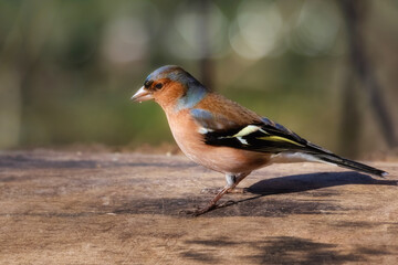 Male chaffinch and his shadow on a wooden log