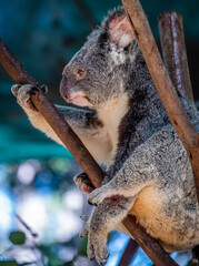 Koala in a tree at a Zoo in Australia