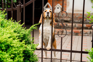 Naklejka na ściany i meble dog breeds Beagle the iron gate in the garden of a country house. 