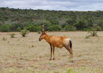 Kuhantilopen im Naturreservat im National Park Südafrika