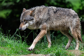 Fototapeta premium Grey wolf in the forest