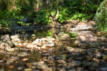 View of a river, with trees, rocks and vegetation on the banks, reflections in the water and bright colors