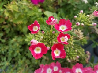 red and pink flowers blooming