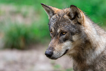 Fototapeta premium Grey wolf in the forest