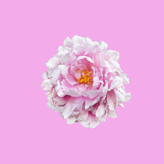 Fototapeta premium Peony flower isolated on pink background.