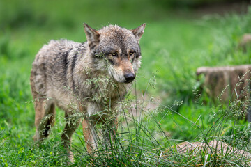 Obraz premium Grey wolf in the forest