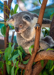 Koala in a tree at a Zoo in Australia