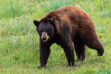 American Black Bear fighting in the meadow
