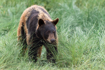 American Black Bear fighting in the meadow