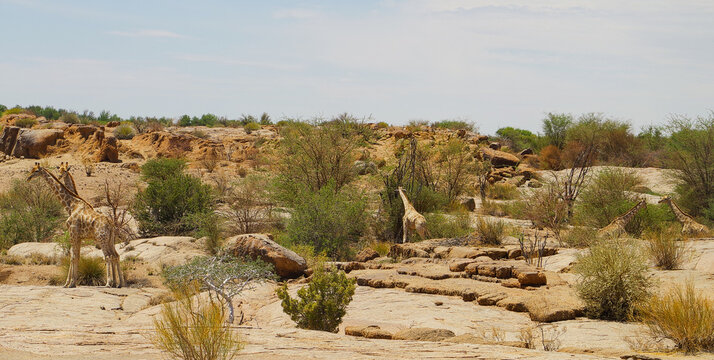 Giraffen im Naturreservat im National Park S&uuml;dafrika