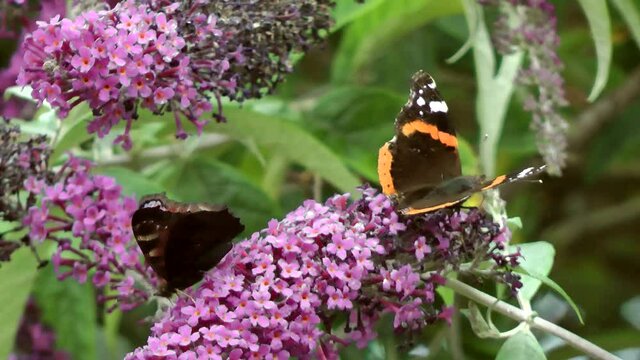 Butterfly, red admiral (Vanessa atalanta) collecting nectar from a purple Buddleia bush.